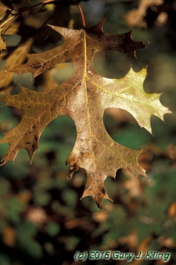 Quercus ellipsoidalis
