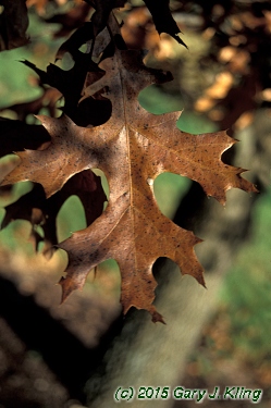 Quercus ellipsoidalis