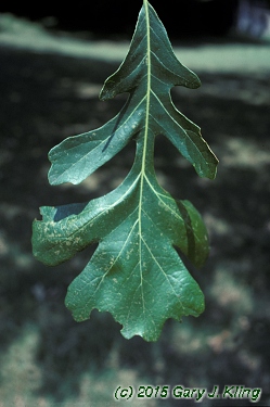 Quercus macrocarpa habit: UIPLANTS