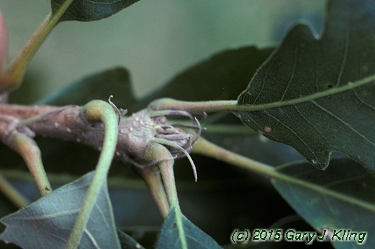 Quercus macrocarpa