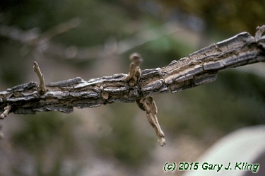 Quercus macrocarpa