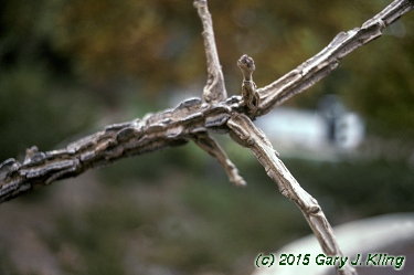 Quercus macrocarpa