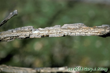 Quercus macrocarpa