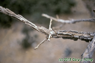 Quercus macrocarpa
