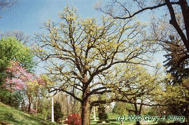 Quercus macrocarpa