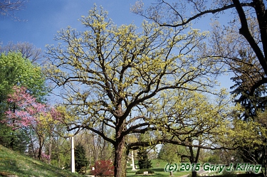 Quercus macrocarpa