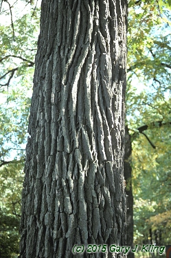 Quercus macrocarpa