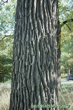 Quercus macrocarpa