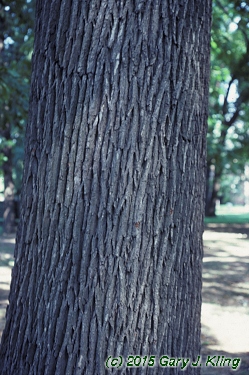Quercus macrocarpa