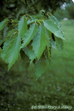 Quercus muehlenbergii