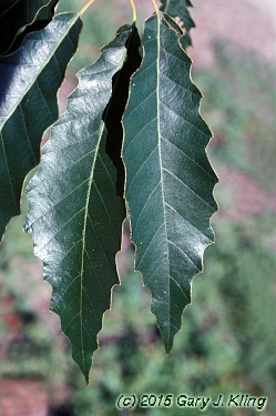 Quercus muehlenbergii