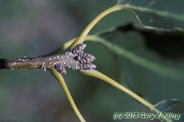 Quercus muehlenbergii