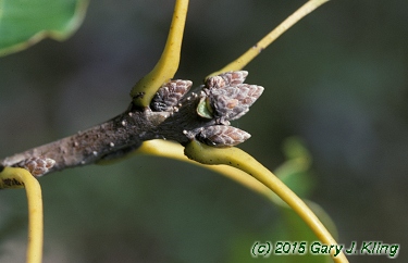 Quercus muehlenbergii