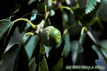 Quercus muehlenbergii