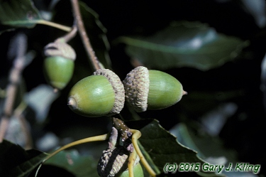 Quercus muehlenbergii