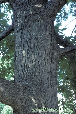 Quercus muehlenbergii