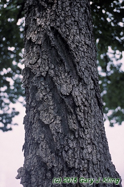 Quercus muehlenbergii