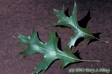 Quercus palustris