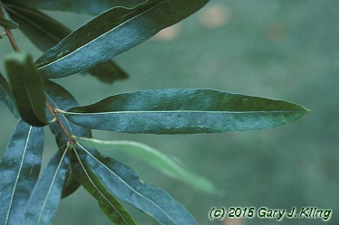 Quercus phellos