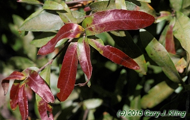 Quercus phellos