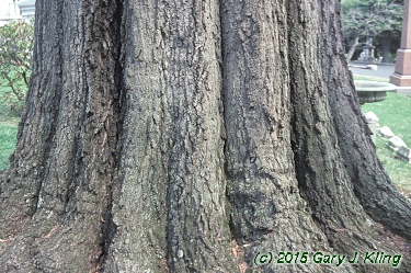 Quercus phellos
