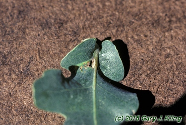 Quercus robur