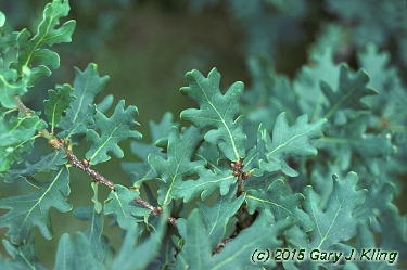 Quercus robur