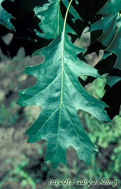 Quercus rubra