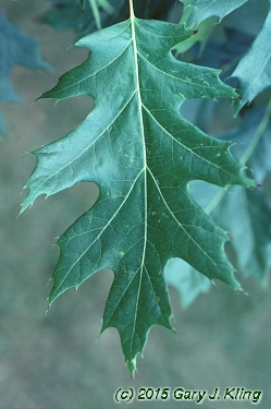 Quercus rubra habit: UIPLANTS