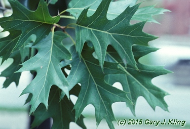 Quercus rubra
