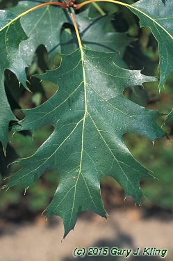 Quercus rubra