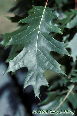 Quercus rubra