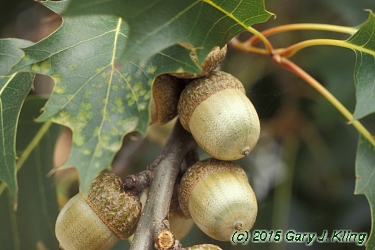 Quercus rubra