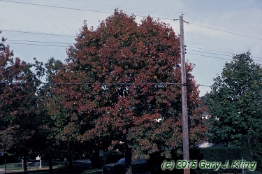 Quercus rubra