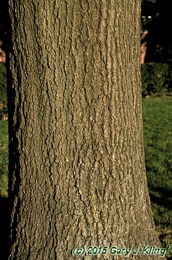 Quercus rubra