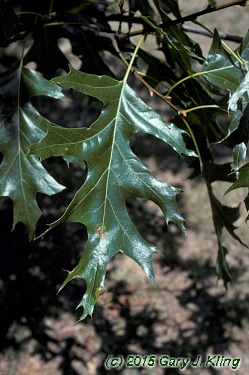 Quercus velutina