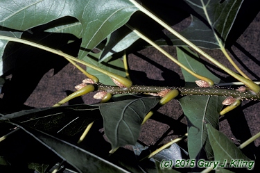 Quercus velutina