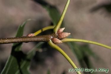 Quercus velutina
