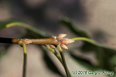 Quercus velutina