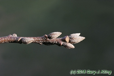 Quercus velutina