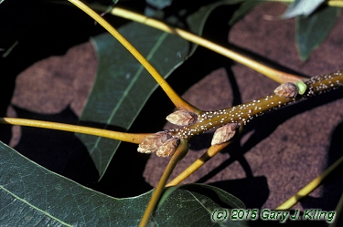 Quercus velutina