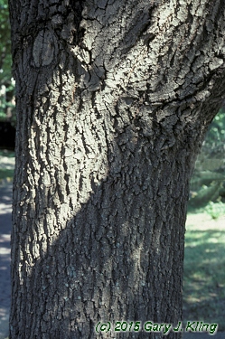 Quercus velutina