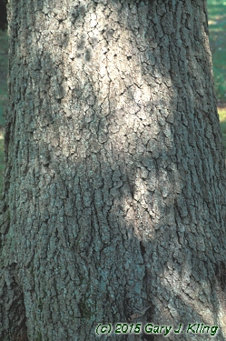 Quercus velutina