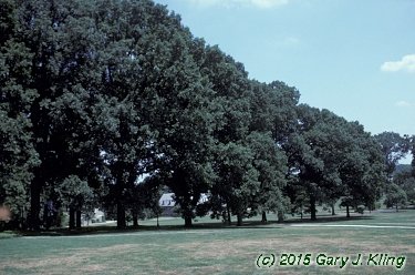 Quercus bicolor