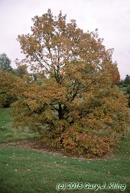 Quercus bicolor