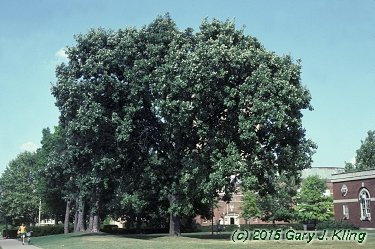 Quercus macrocarpa