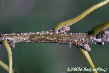 Quercus muehlenbergii