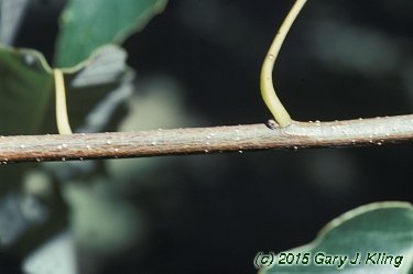 Quercus muehlenbergii