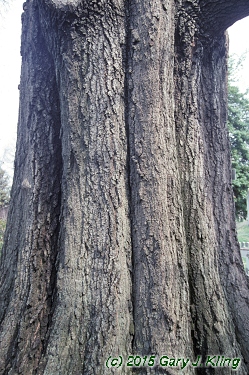 Quercus phellos