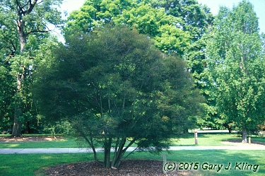 Rhamnus frangula 'Asplenifolia'